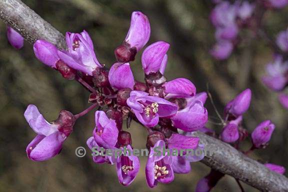 cercis occidentalis 6 graphic